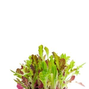 Dandelion - Image 3